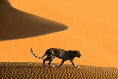 Imagenes jigsaw puzzle