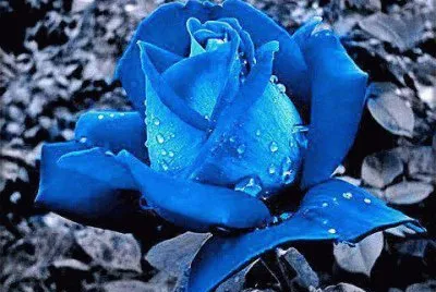 Imagenes jigsaw puzzle