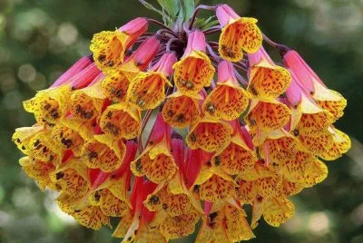 Imagenes jigsaw puzzle