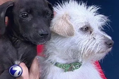 Imagenes jigsaw puzzle