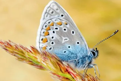 Imagenes jigsaw puzzle