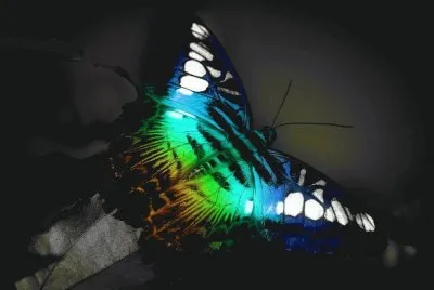 Imagenes jigsaw puzzle