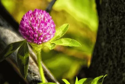 Imagenes jigsaw puzzle