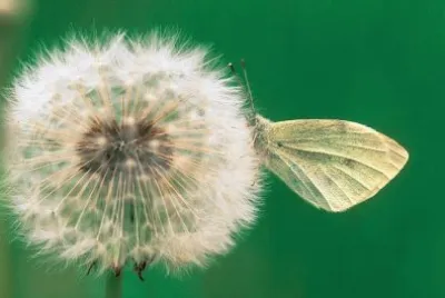 Imagenes jigsaw puzzle