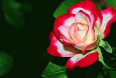 Imagenes jigsaw puzzle