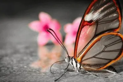 Imagenes jigsaw puzzle