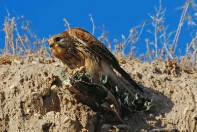 Abejaruco macho en su nido