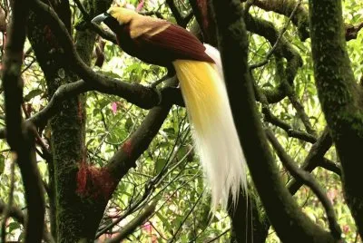 Ave del ParaÃ­so - Indonesia