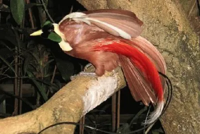 Ave del ParaÃ­so â€“ Nueva Guinea