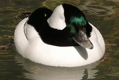 Bufflehead