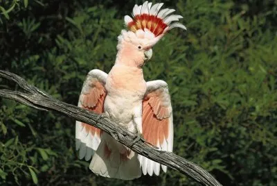 CacatÃºa inca rojigualda