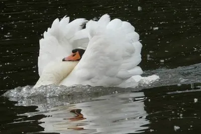 Cisne blanco