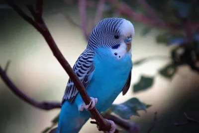 Cotorrita Australiana