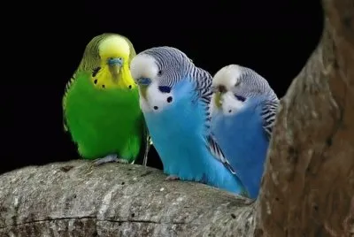 Cotorritas Australianas