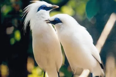 MinÃ¡ de Rothschild - Bali