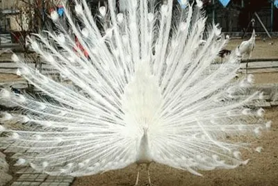 Pavo Real albino