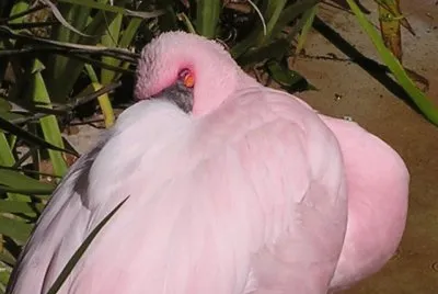 SnoozingÂ Lesser Flamingo