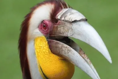 Tockus hembra - Bali