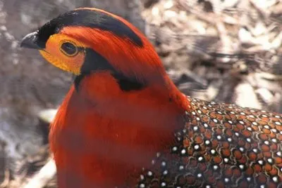 TragopÃ¡n de Cabot - China