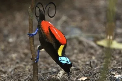 Wilson Ave del paraÃ­so