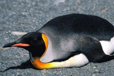 Pinguino