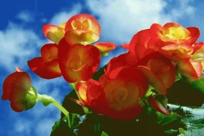 flores