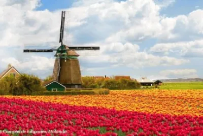271 Campos de Tulipanes