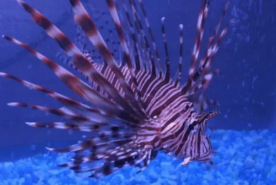 Great Barrier Reef Lionfish-Australia