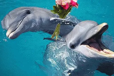 delfines