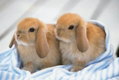 conejos
