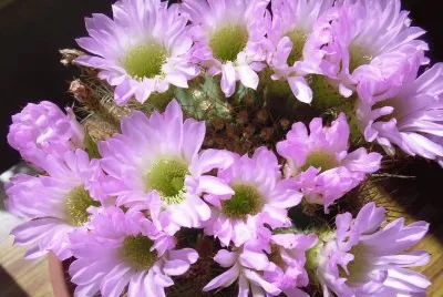 פאזל של cactus