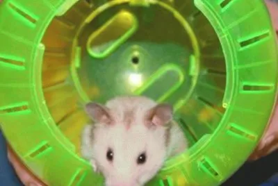 my hammy Mysty R.I.P. jigsaw puzzle