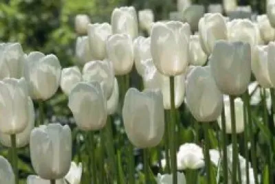 white tulips jigsaw puzzle