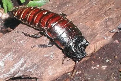 Cucaracha gigante de Madagascar