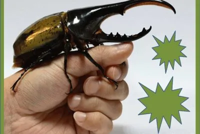 Escarabajo HÃ©rcules