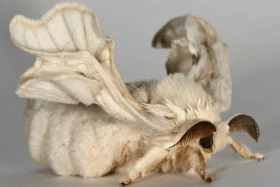 Gusano de Seda - Asia