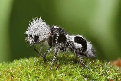 Hormiga Panda . Chile