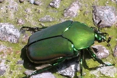Escarabajo verde