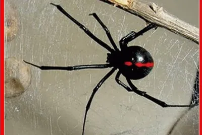 AraÃ±a Viuda Negra
