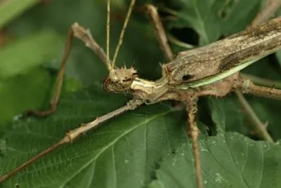 Bicho palo â€“ AmÃ©rica del Sur