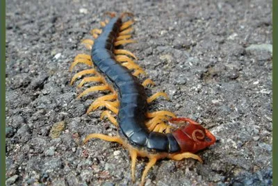 CiempiÃ©s King Mukade  - JapÃ³n