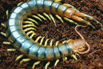 Escolopendra venenosa