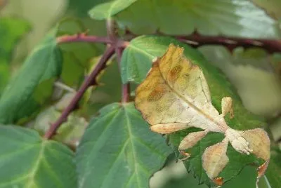 Insecto hojaÂ - AmÃ©rica del Sur