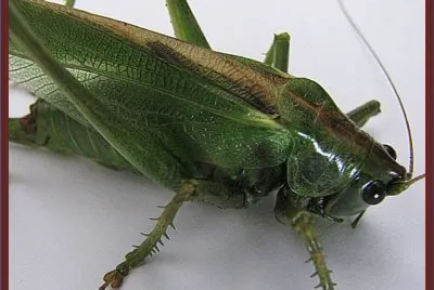 Langosta (Phaneroptera falcata) - Ãfrica