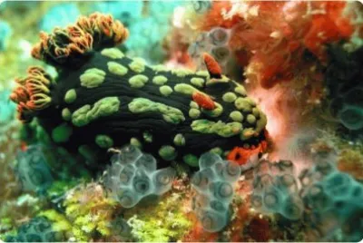 seaslug