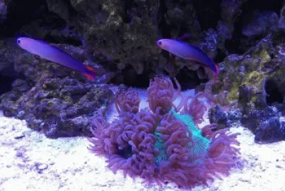 Purple Firefish and Coral