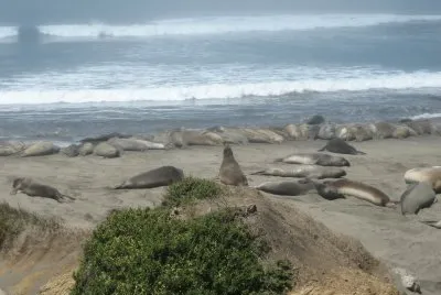 sea lions