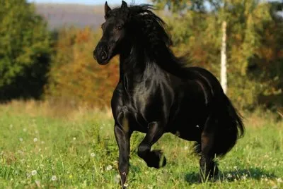 caballo