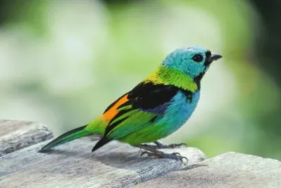 pajarito
