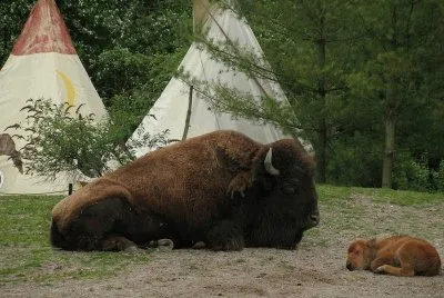 buffalo tribe